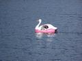 Swan on Lake Ashi