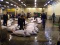 Tsukiji fish market