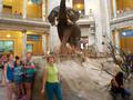 Natural Sciences Museum - Smithonian