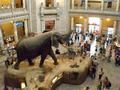 Natural Sciences Museum - Smithonian