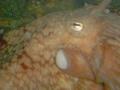 Aquarium - Octopus
