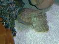 Aquarium - Cuttle fish