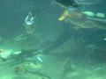 Aquarium - Diver feeding