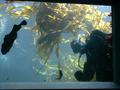 Aquarium - Diver